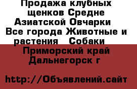 Продажа клубных щенков Средне Азиатской Овчарки - Все города Животные и растения » Собаки   . Приморский край,Дальнегорск г.